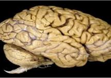 Reasons Why Your Brain Is Amazing